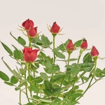 Зображення товару Троянда мікс, артикул: 1294