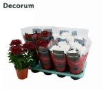 Зображення товару Хризантема Зембла червоно-білий мікс, артикул: 54112