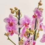 Зображення товару Фаленопсис "Ротердам" 3ст., артикул: 53105