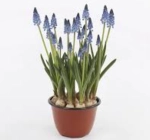 Зображення товару Мускарі Карола, артикул: 55855