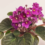 Зображення товару Сенполія мікс, артикул: 18381