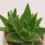 Зображення товару Сукулент мікс, артикул: 41177