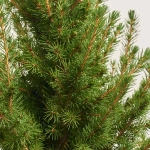 Зображення товару Ялина Десембер, артикул: 53882