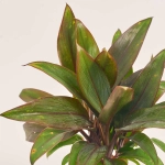 Зображення товару Кордиліна Фрутикоза Парпл, артикул: 52076