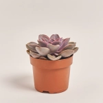 Зображення товару Сукулент мікс, артикул: 2084