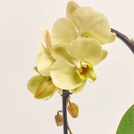 Зображення товару Фаленопсис каскад 1ст. жовтий, артикул: 56457