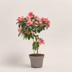 Зображення товару Азалія мікс штам, артикул: 24758