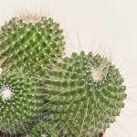 Зображення товару Кактус Бол мікс, артикул: 53324