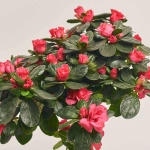 Зображення товару Азалія мікс штам, артикул: 24758