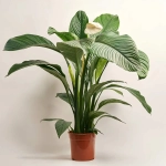 Зображення товару Спатифіллум Сенсація, артикул: 55543