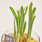 Зображення товару Нарцис Тет-а-Тет у склі, артикул: 56056