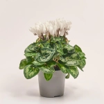 Зображення товару Цикламен Супер Каріно, артикул: 52986