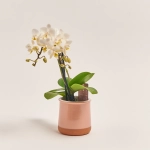 Зображення товару Фаленопсис міні в кер. 2ст., артикул: 1322