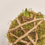 Зображення товару Композиція Амариліс з мохом, артикул: 53752