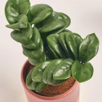 Зображення товару Заміокулькас Зензі "Фредерік" в кер., артикул: 53079