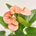 Зображення товару Антуріум Спіріт, артикул: 57165