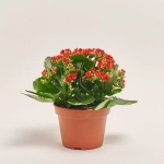 Зображення товару Каланхоє мікс, артикул: 26106