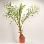 Зображення товару Фенікс Канарський, артикул: 48451