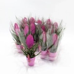 Зображення товару Тілландсія Вінсент в кер., артикул: 56060