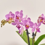 Зображення товару Фаленопсис міні в кер. 2ст., артикул: 1322