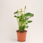 Зображення товару Антуріум Сноу Лав, артикул: 52198