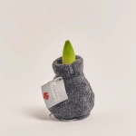 Зображення товару Амариліс "Коузі Тедді", артикул: 54804