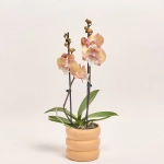Зображення товару Фаленопсис Єдиноріг та Кашпо Сет 535, артикул: 56113