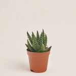 Зображення товару Хавортія Маргарітіфера, артикул: 37721