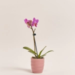 Зображення товару Фаленопсис міні в кер.і 1ст., артикул: 2716