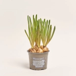 Зображення товару Мускарі Арменікум, артикул: 56224