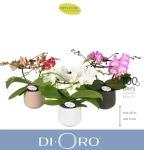 Зображення товару Фаленопсис "Діоро" 2ст. в кер., артикул: 56341