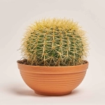 Зображення товару Ехінокактус Грузоні, артикул: 7439