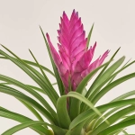 Зображення товару Тілландсія Жозе в кер., артикул: 52599