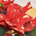 Зображення товару Пуансетія Супер Глітер, артикул: 53955