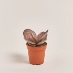 Зображення товару Сукулент мікс, артикул: 39954