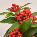 Зображення товару Скімія Японіка Рівезіана, артикул: 32018