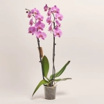 Зображення товару Фаленопсис 2ст. мікс, артикул: 18519