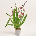 Зображення товару Буррагера Барокко Ред 5ст., артикул: 56057