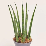 Зображення товару Сансевієрія Фернвуд, артикул: 57162