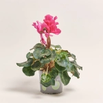 Зображення товару Цикламен Хеліос Кьорлі, артикул: 23624