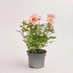 Зображення товару Троянда Розарома, артикул: 56392