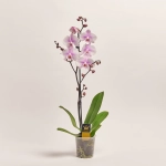 Зображення товару Фаленопсис 1ст. мікс, артикул: 17941