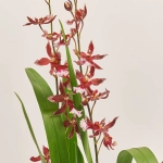 Зображення товару Буррагера та Кашпо Сет 341, артикул: 53732