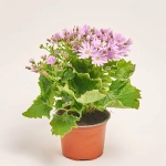 Зображення товару Перікаліс Венеція мікс, артикул: 4064