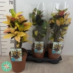 Зображення товару Кротон Місіс Айстон, артикул: 57251