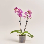 Зображення товару Фаленопсис мультифлора 2ст. мікс, артикул: 24620