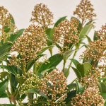 Зображення товару Скімія Японіка Гудрі, артикул: 51864