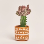 Зображення товару Еуфорбія Лактея Крістата в кер., артикул: 30796