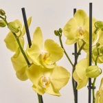 Зображення товару Фаленопсис "Савона" 3ст., артикул: 55794