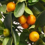 Зображення товару Цитрофортунелла мікрокарпа, артикул: 27314